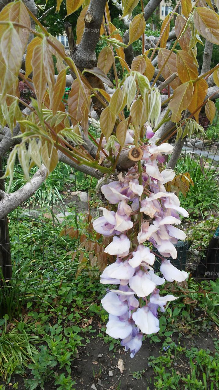 spring. flowers. beauty