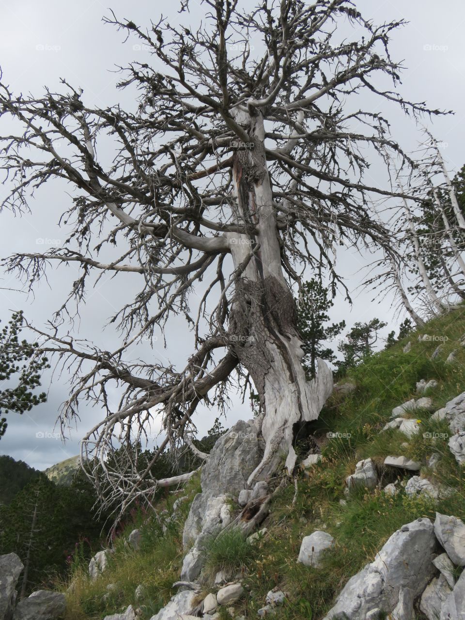 Mountain Orjen Montenegro dried tree trunk struck by lightning