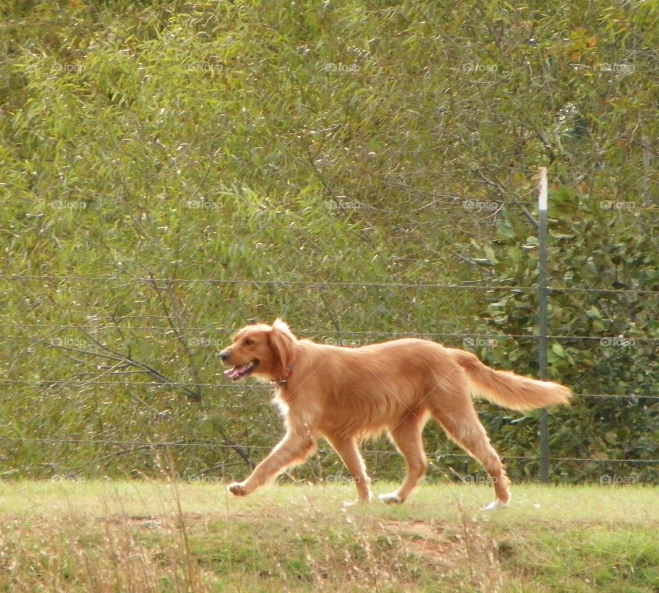 Golden Retriever enjoying her run