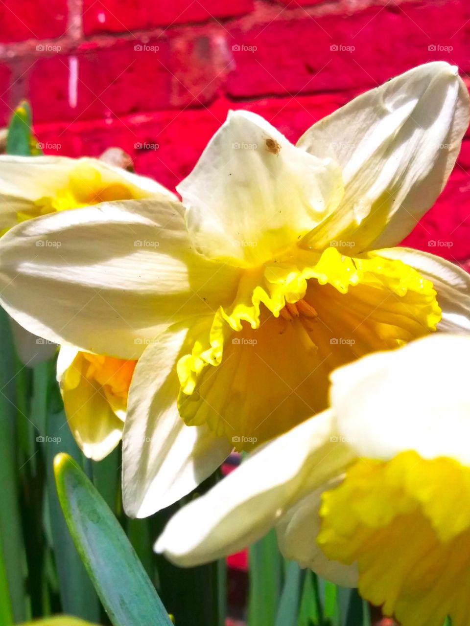 daffodils