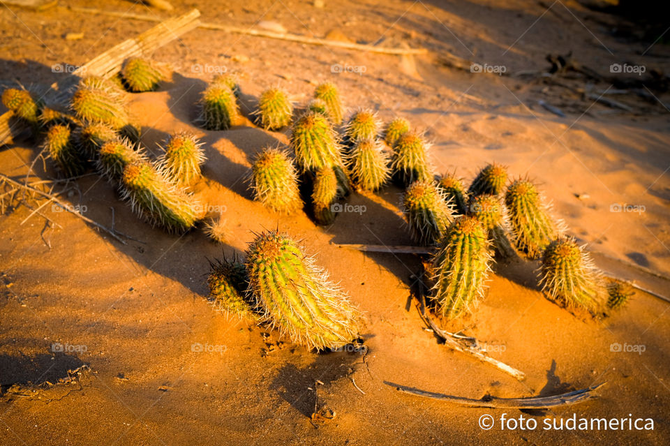 Wild cactus in the desert sand