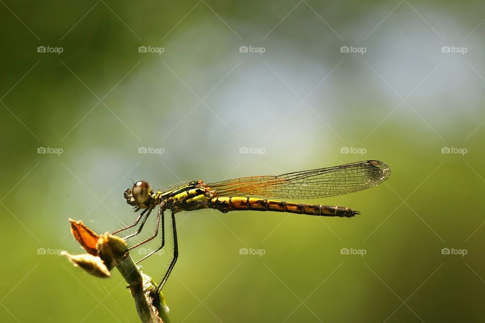 Rhinocypha..
Dragonfly..