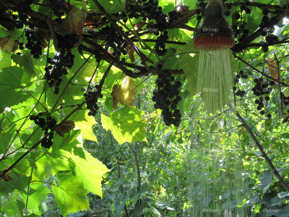 summer shower among grapes