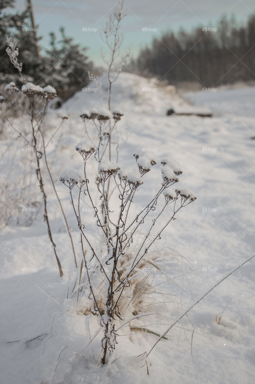 Dry flowers covered with glittering snow