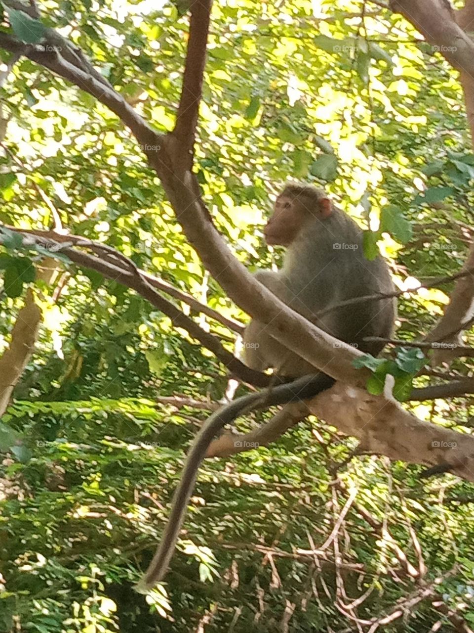 monkey sittings tree beautiful