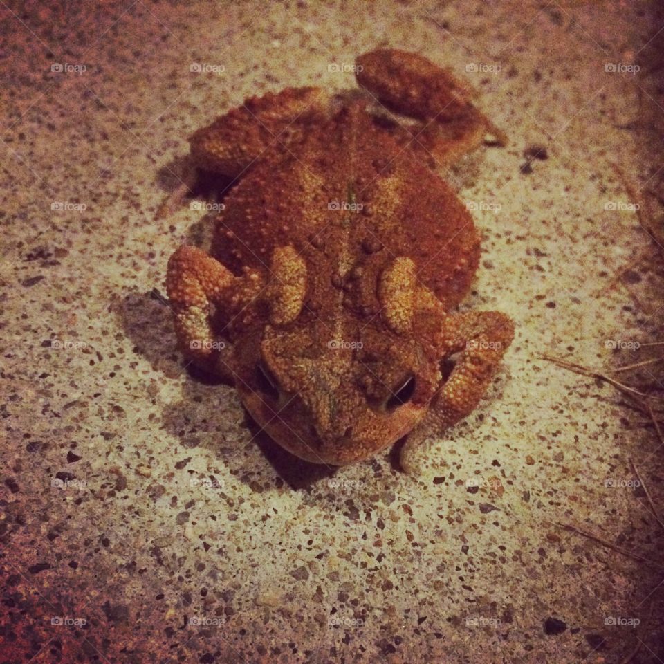 Happy toad. I have a love for nature and especially for reptile and amphibians,  so this guy made me happy when I saw him.  