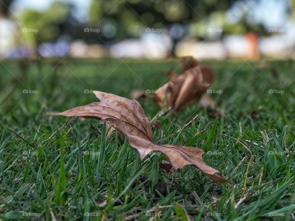 Dos hojas anunciando la llegada del otoño 
