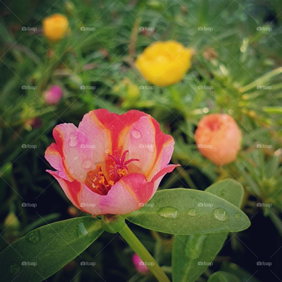 pink flower