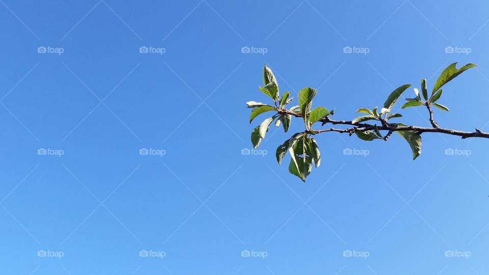 Leaf, No Person, Nature, Sky, Tree