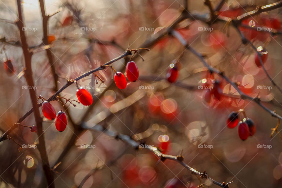 Red berries in winter