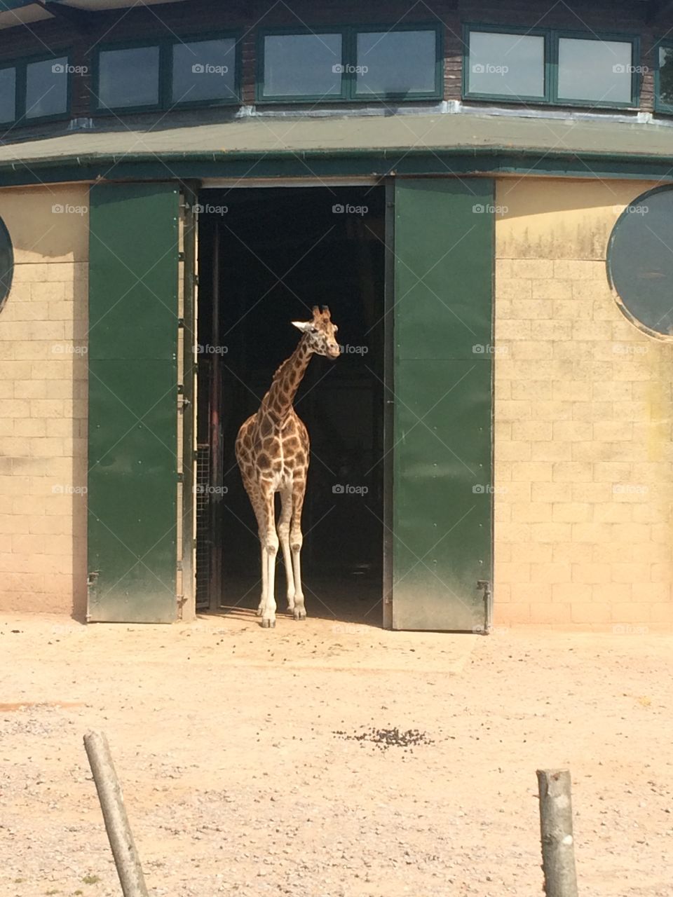 Very timid giraffe 