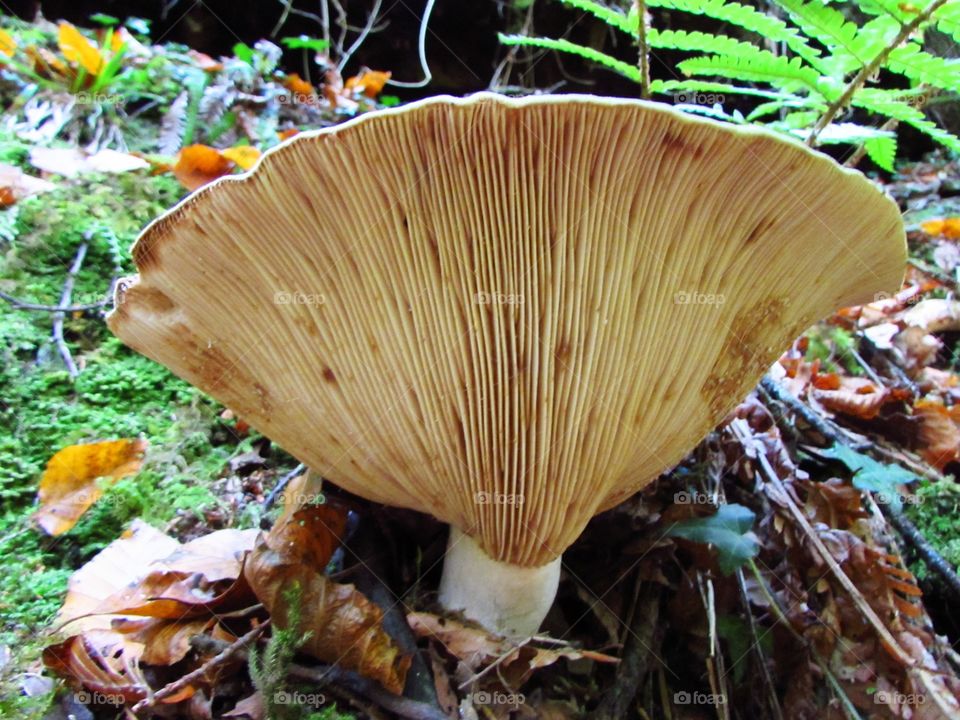 Close-up of mushroom gill