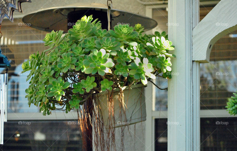 hanging plant