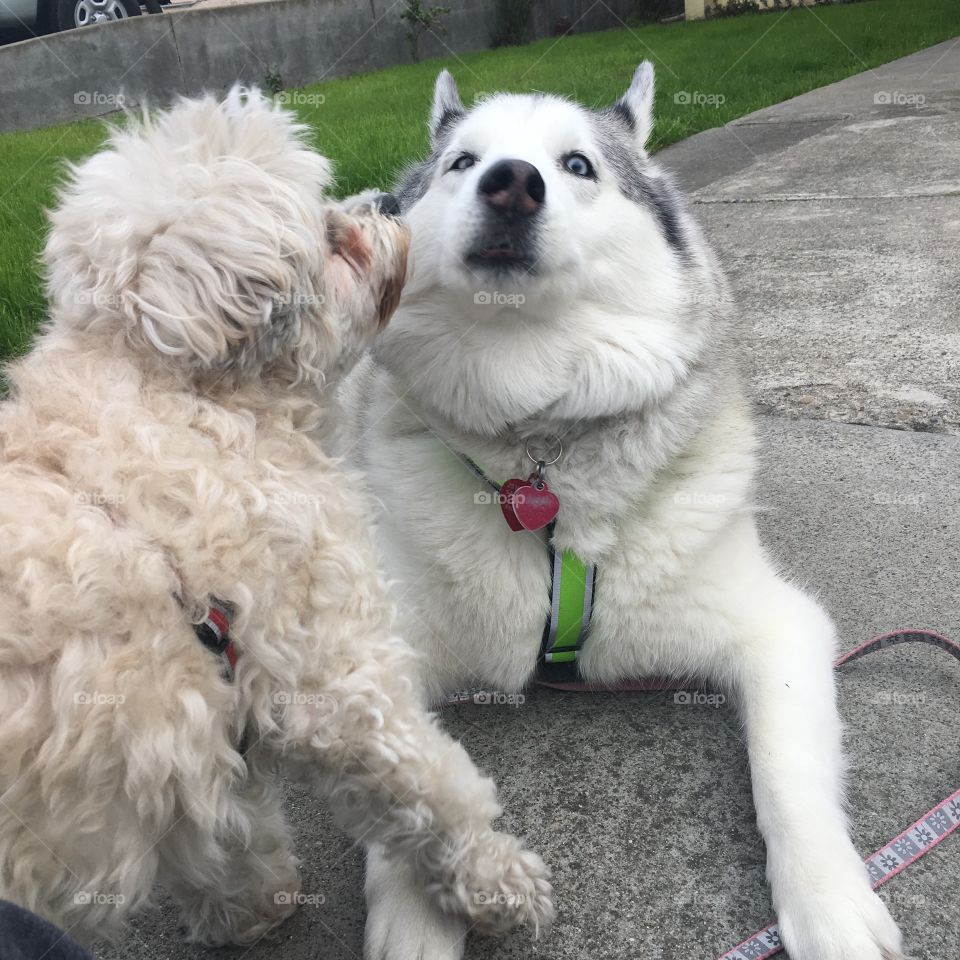 My two furries! Pucca was trying to kiss Yuki but Yuki did not want a kiss! Chilling in front of our house since it was hot after a long walk ❤️