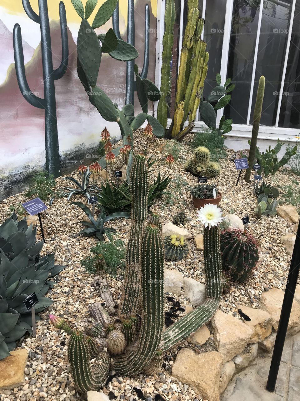 And finally one last display of lovely cactus plants.