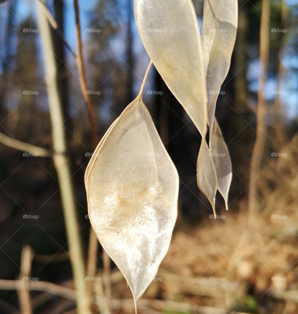 Schöne silberblätter