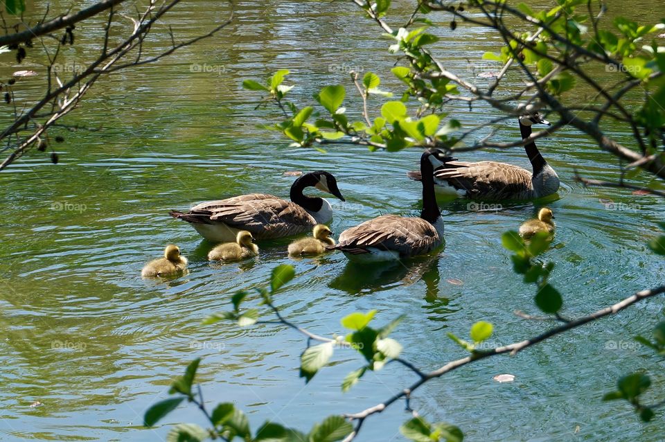 Geese. Goslings