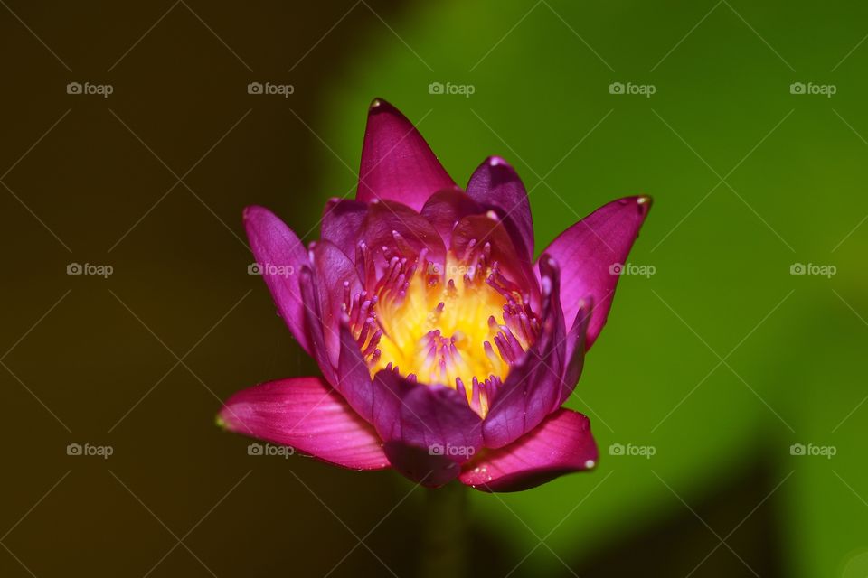 Close up photography of a lotus flower 