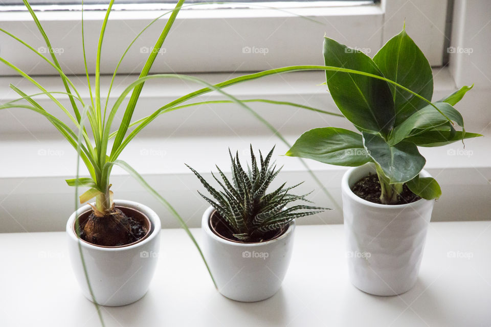 Three small green plants in pots on window sill