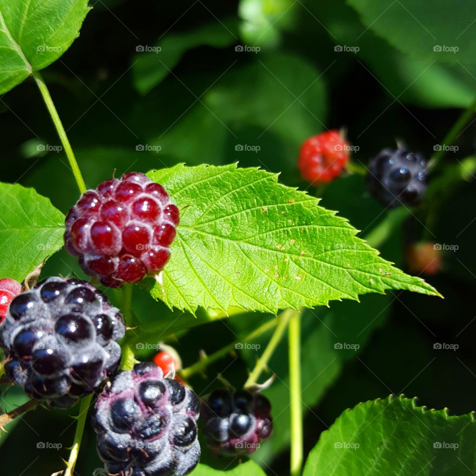 Close-up of raspberry