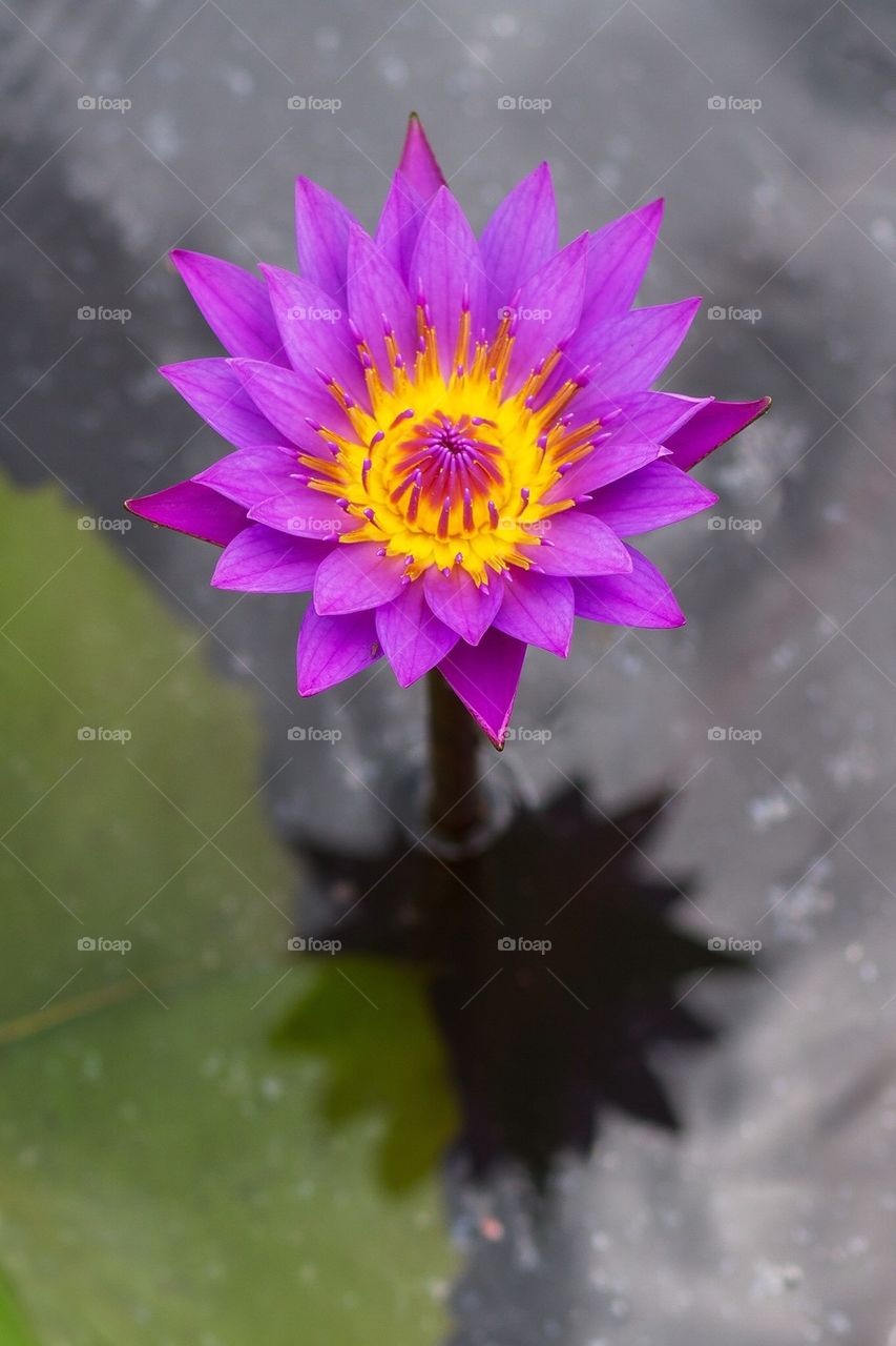 Lotus in a lake