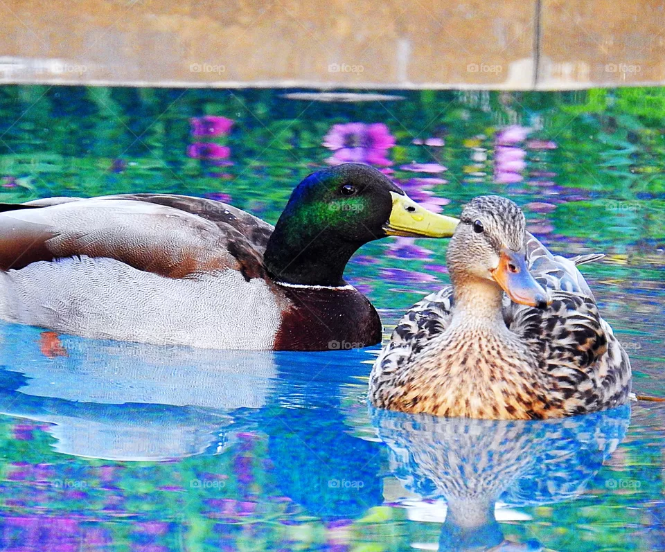 Ducks