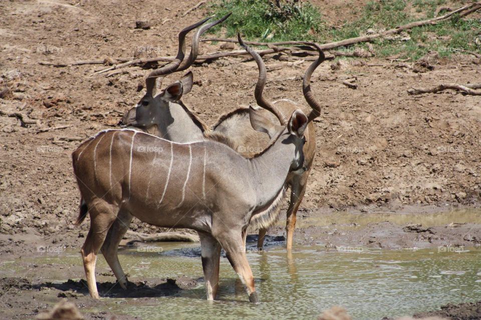 kudu in kruger Park