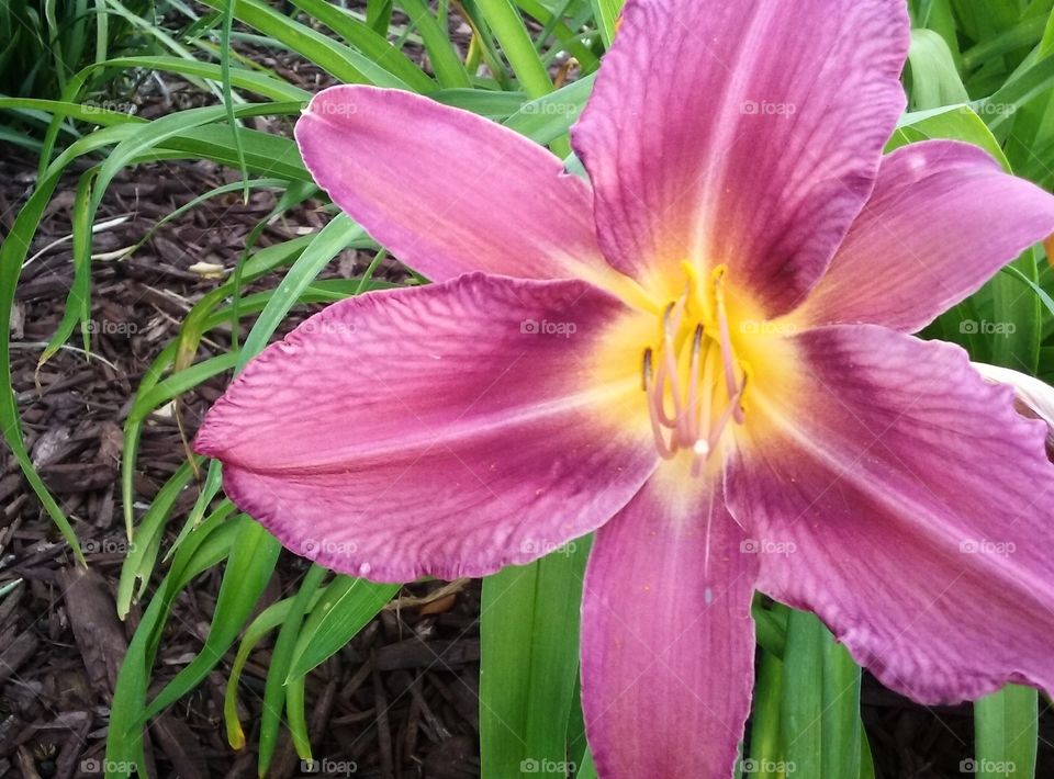 Lavender Lilly Flower with Yellow Center