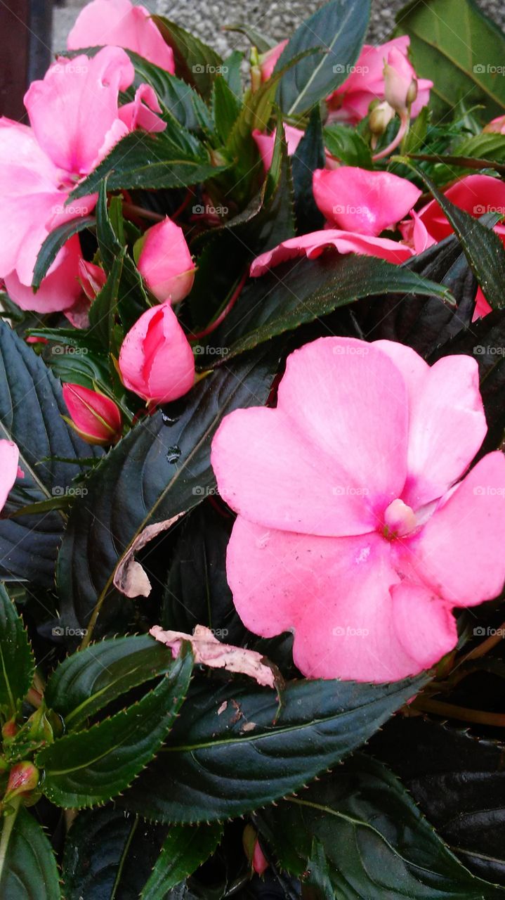spring. flowers. beauty. hot pink