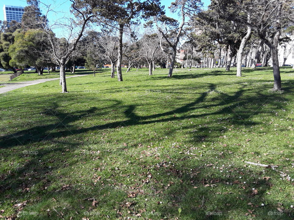 Landscape, Grass, Tree, Nature, Garden