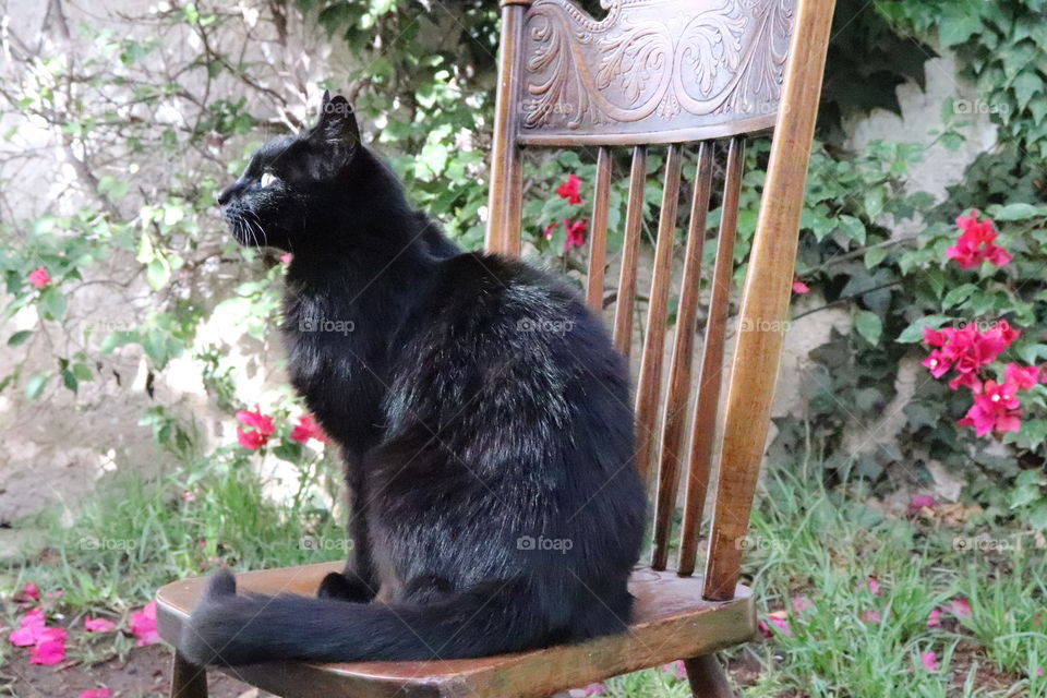 The cat in the chair at the garden