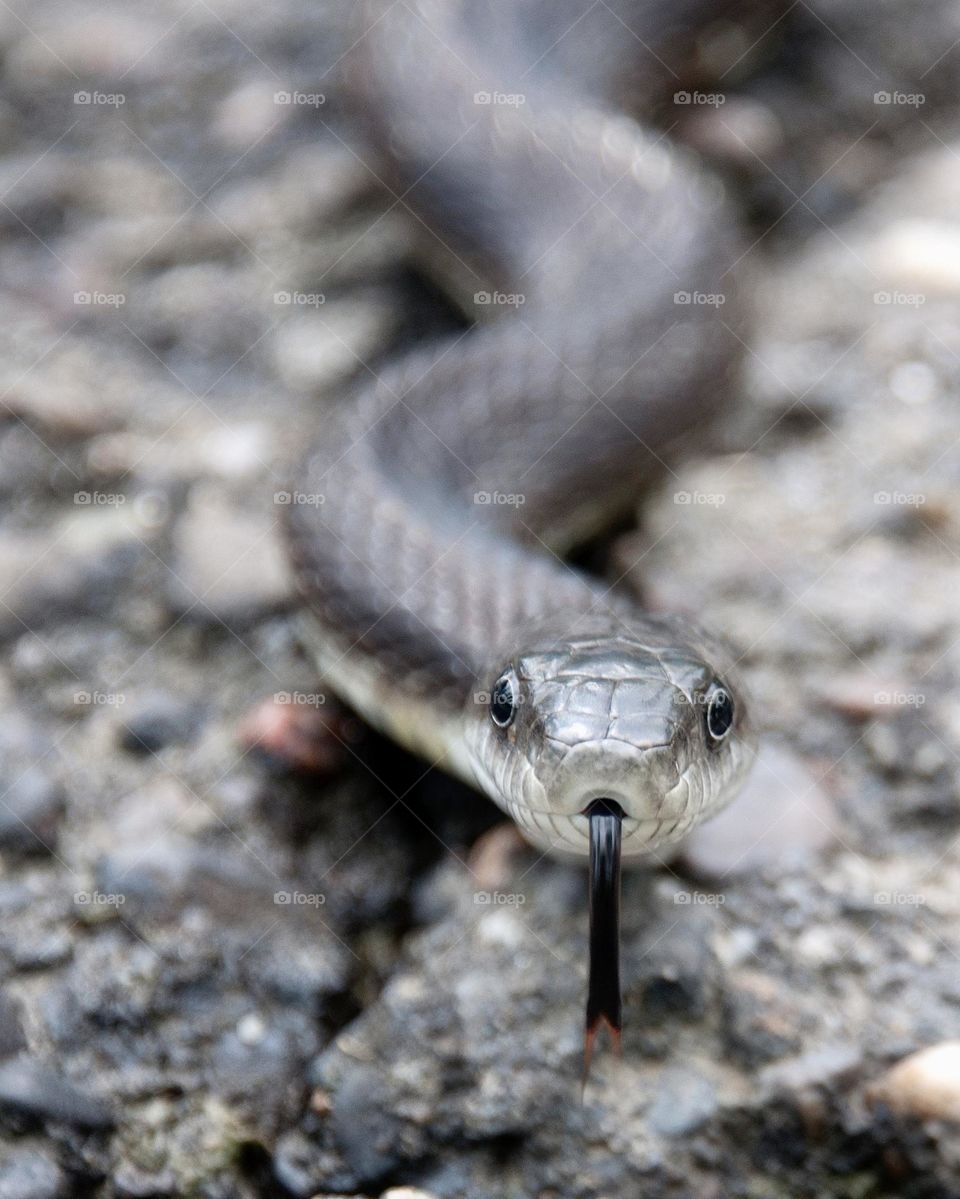 Black snake at ground level