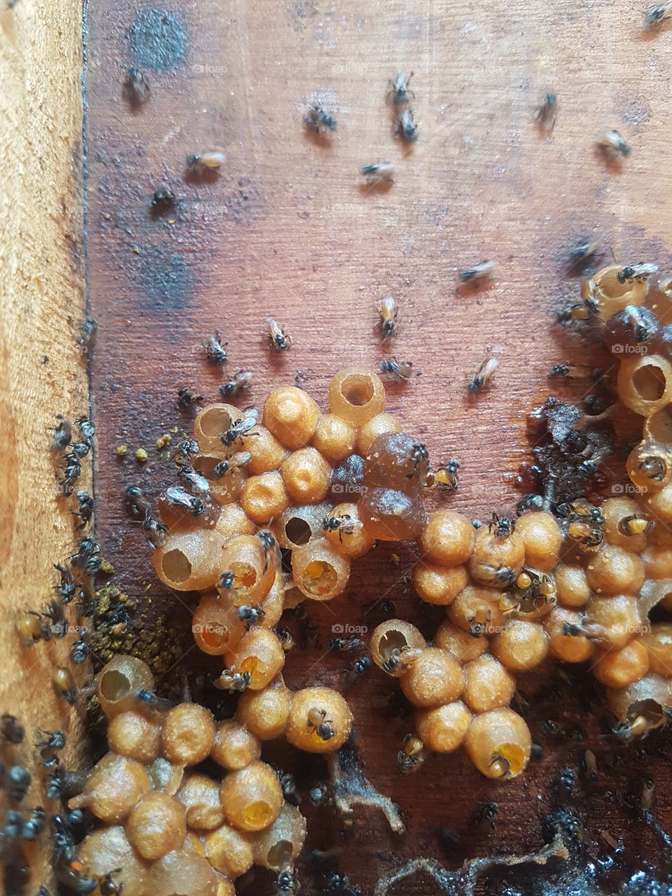 inside beehive with bee and eggs, larva