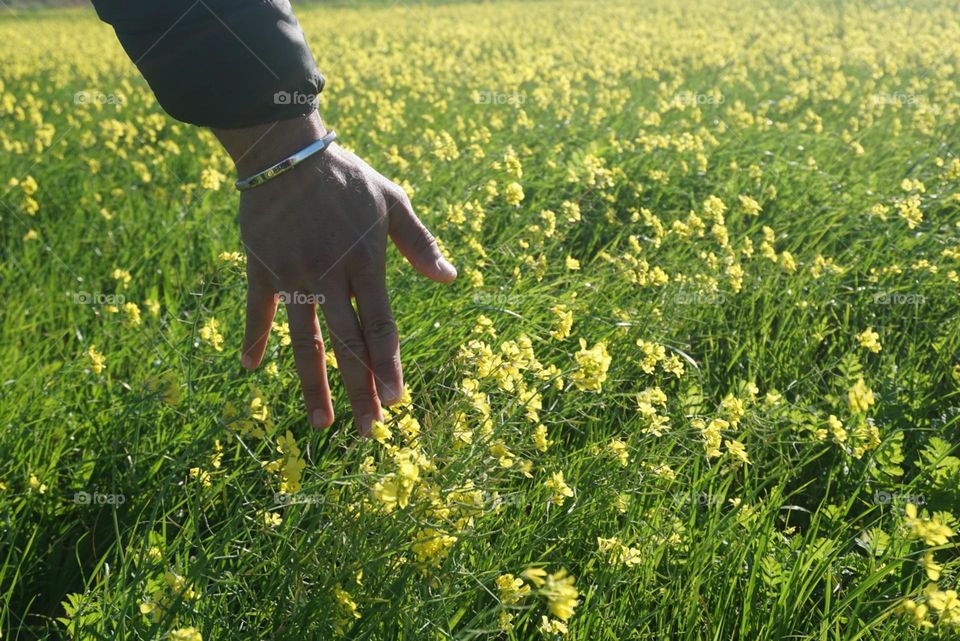 Flowers#blossom#clors#nature#greengrass