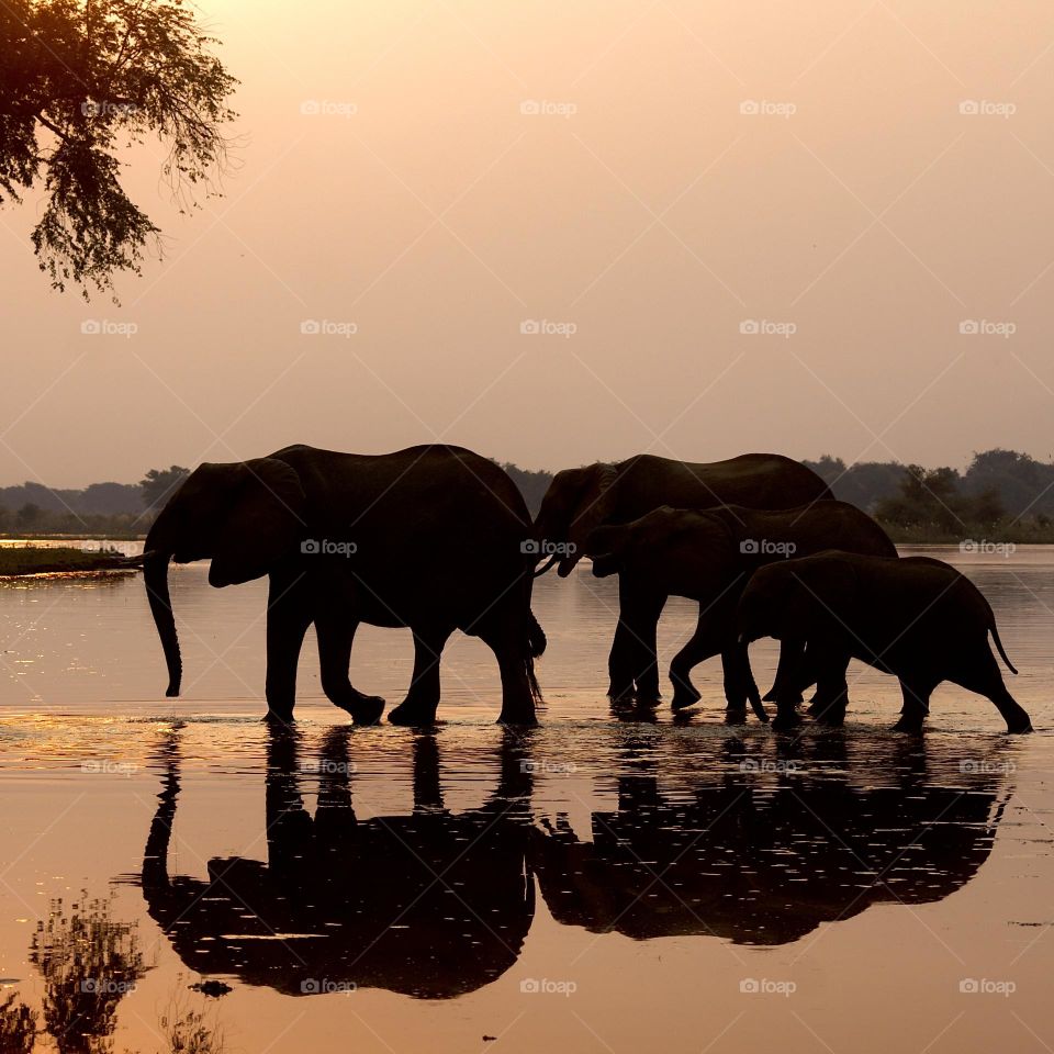 A silhouetted herd of elephants at sunset 