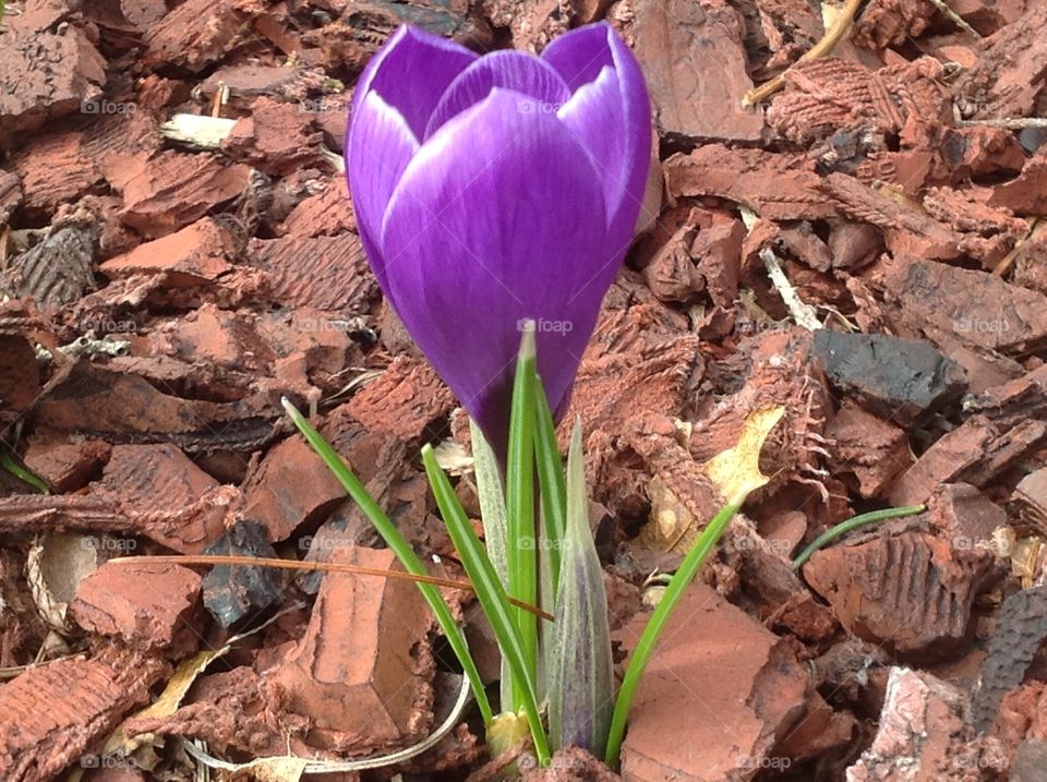 First signs of Spring, Spring crocus flower.