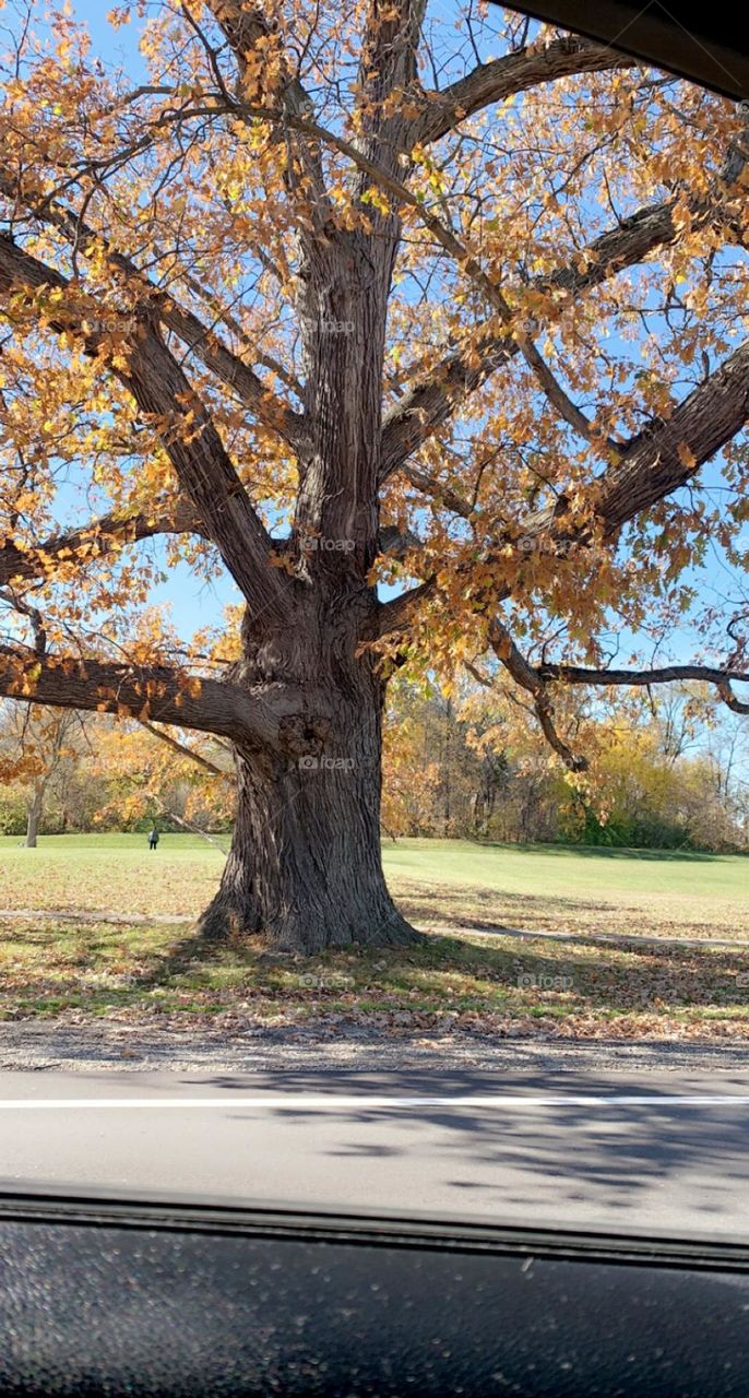 Historic old bebb oak tree