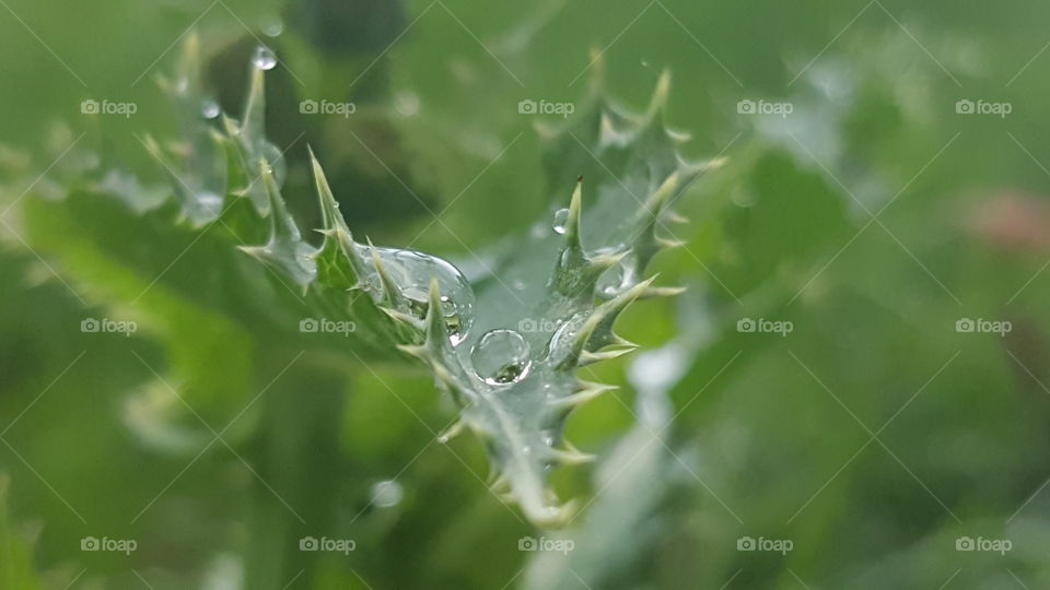 Thorny leaf