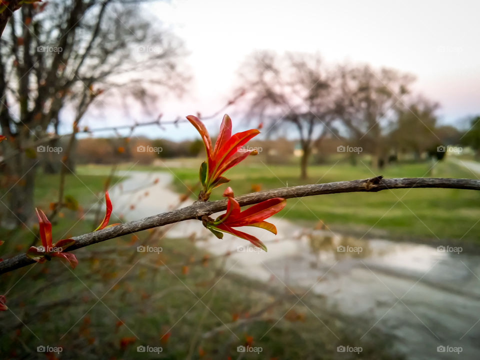 Rainy Day in the Country