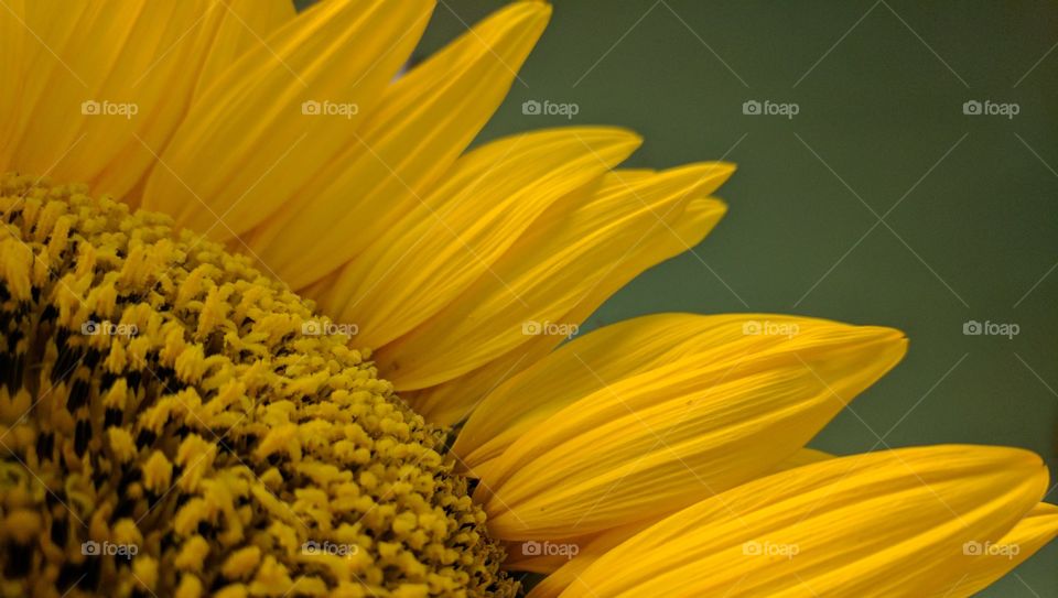 Happy Sunflowers