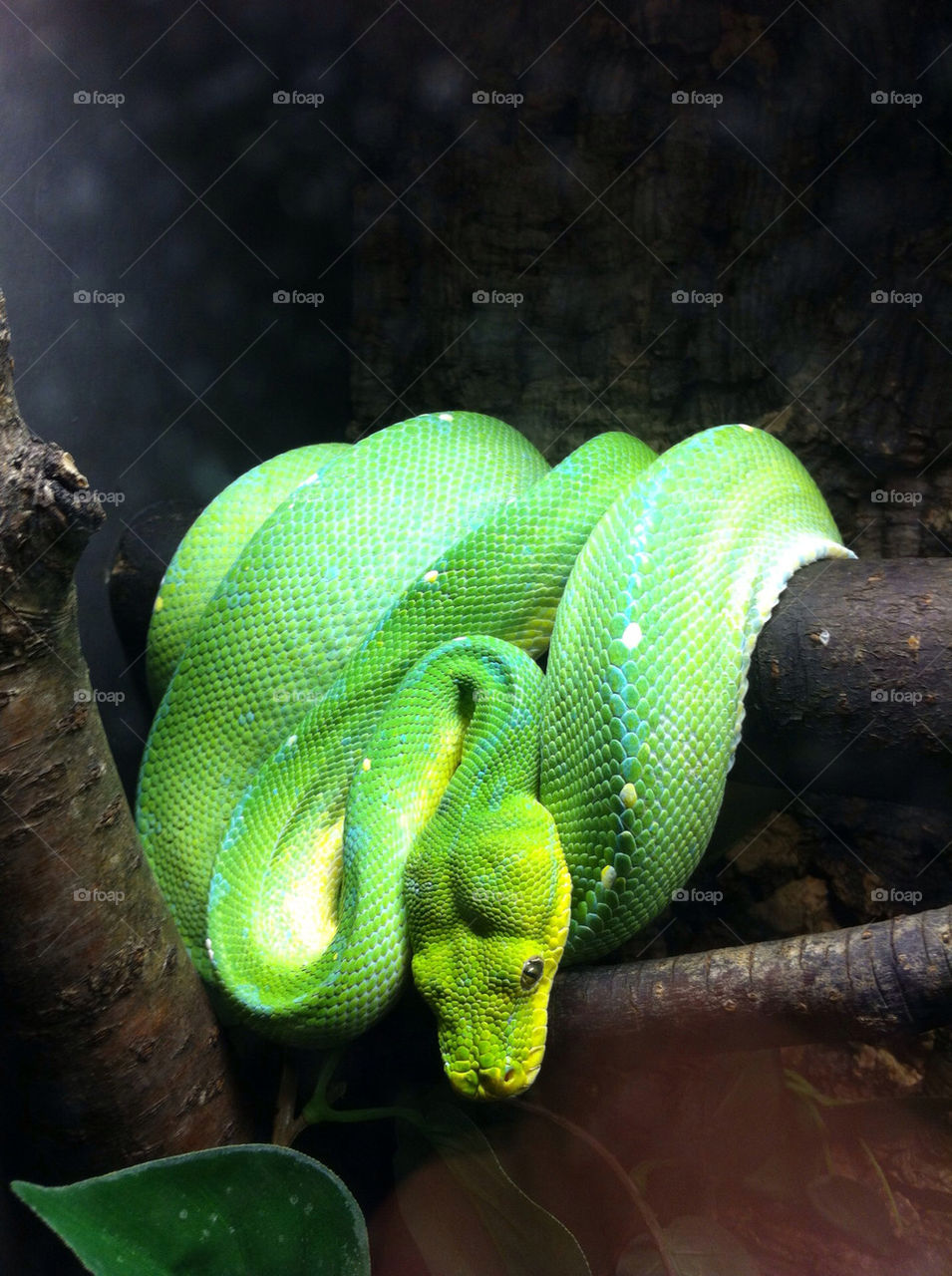 green tree animals reptiles by chrisn