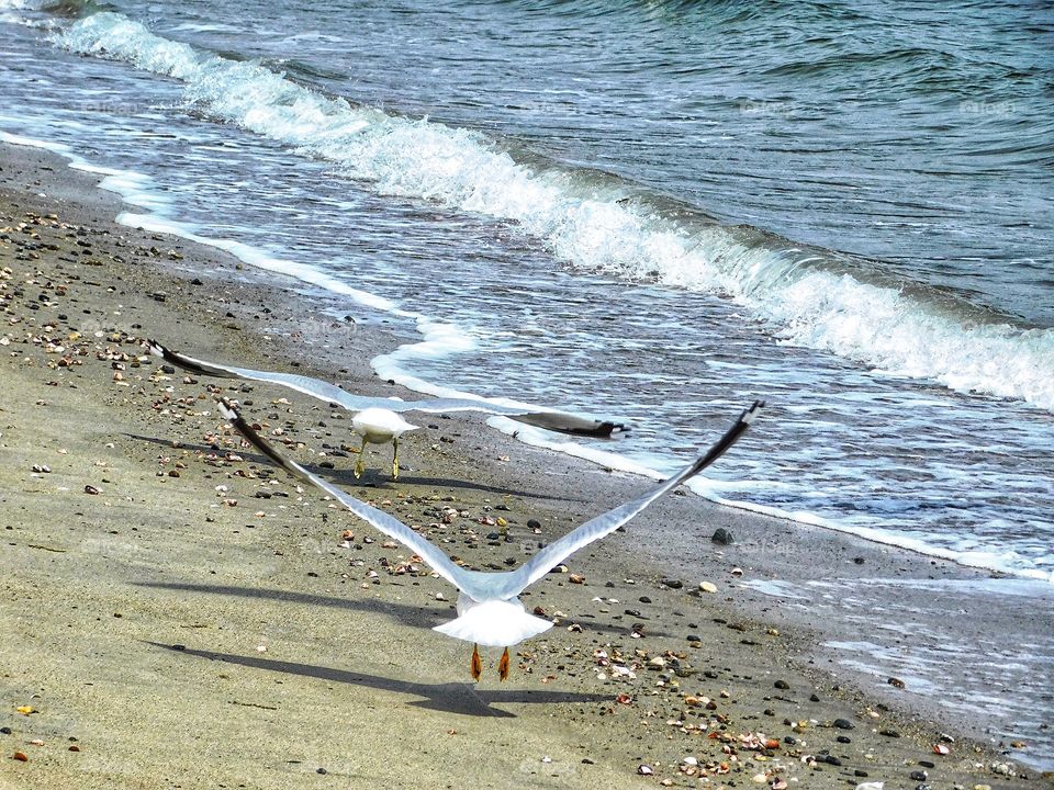 Jennings Beach seagulls 