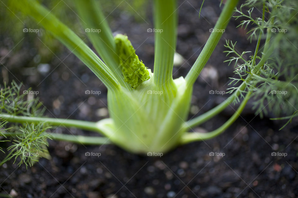 Fennel