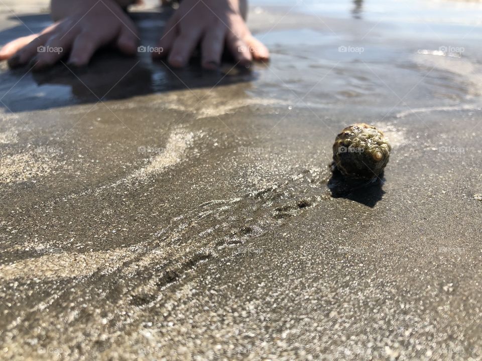 Hermit crab walking trail on Galveston beach