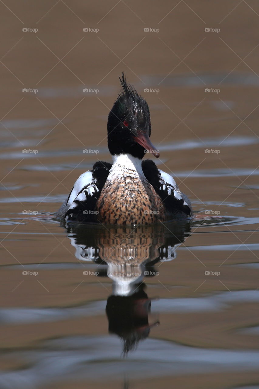 red-breasted merganser