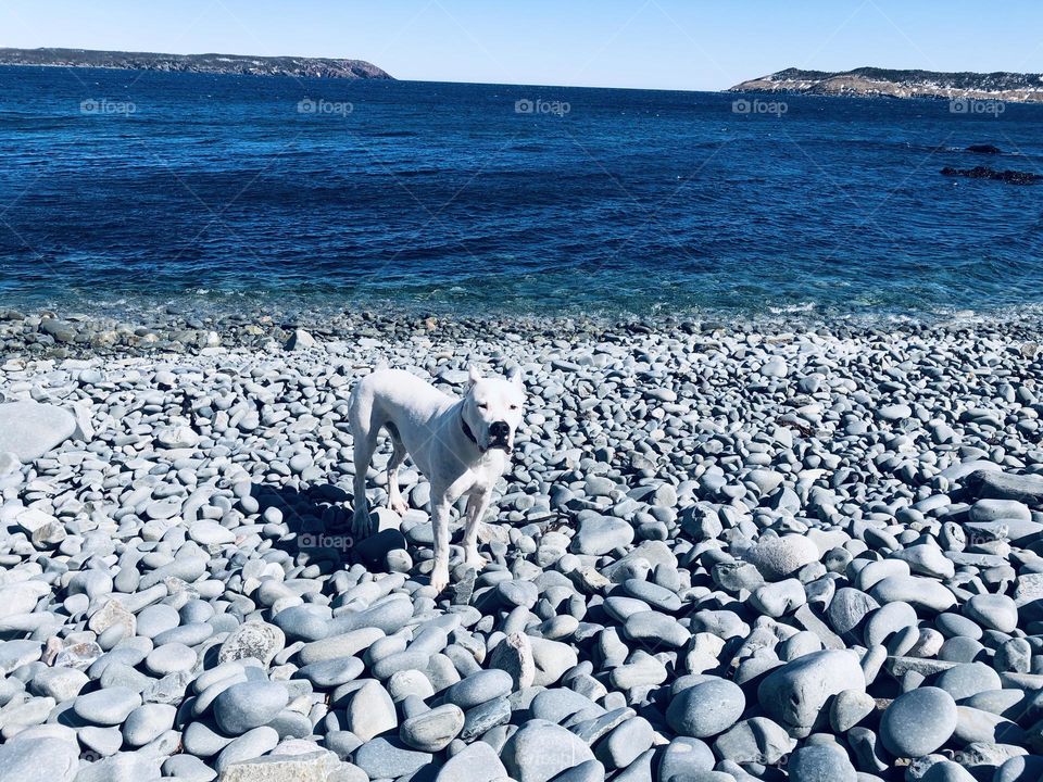 Lucian the Dogo Argentino - the best dog in the world