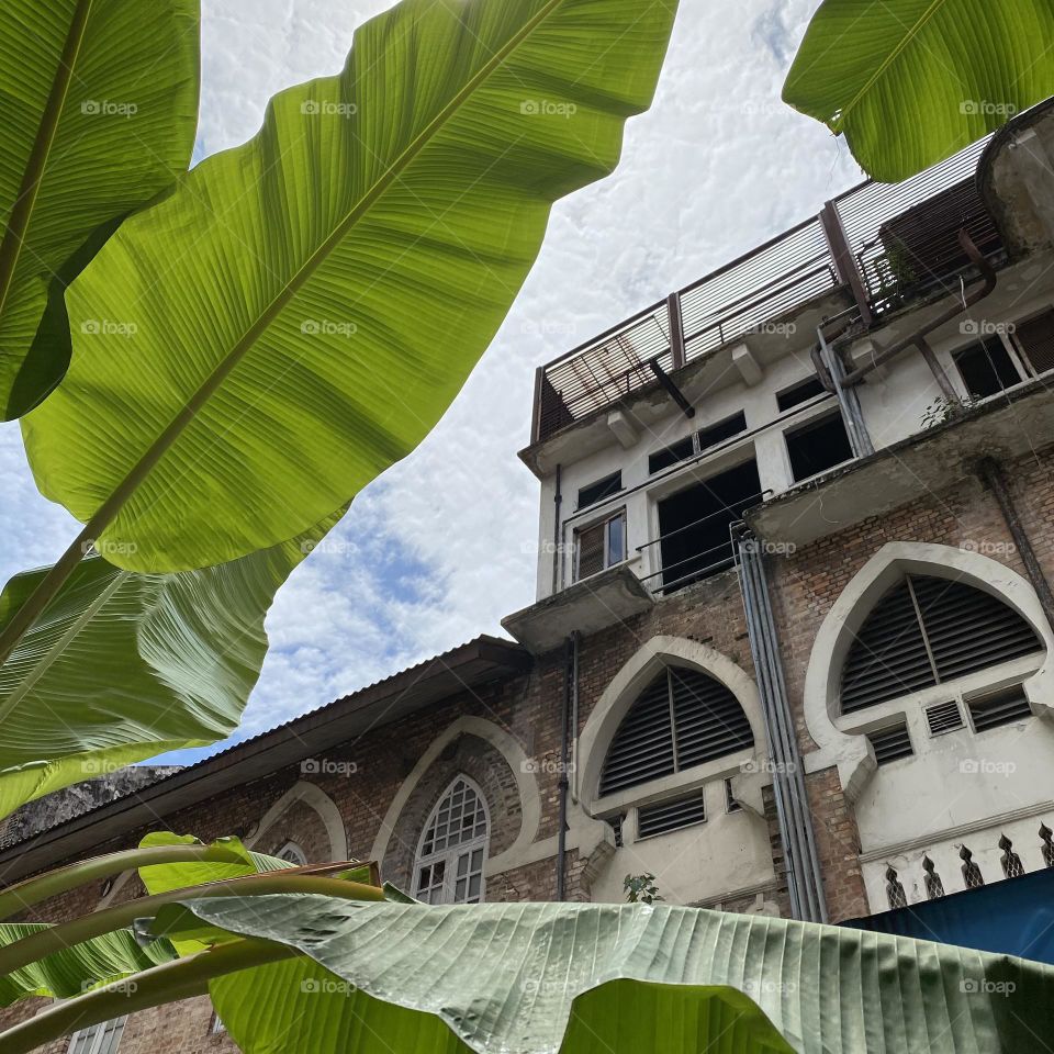plants and old buildings