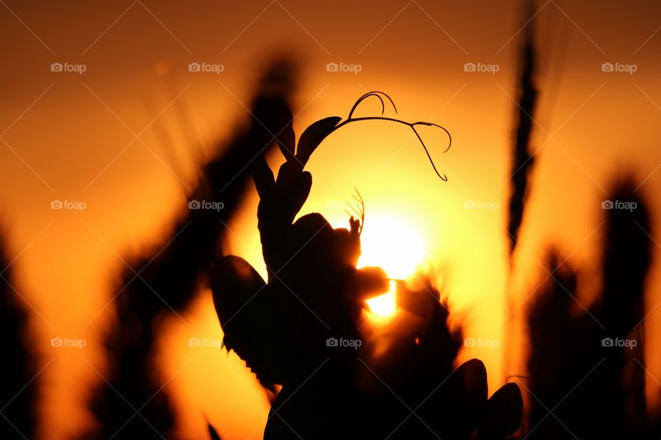 sunrise silhouette on the farm