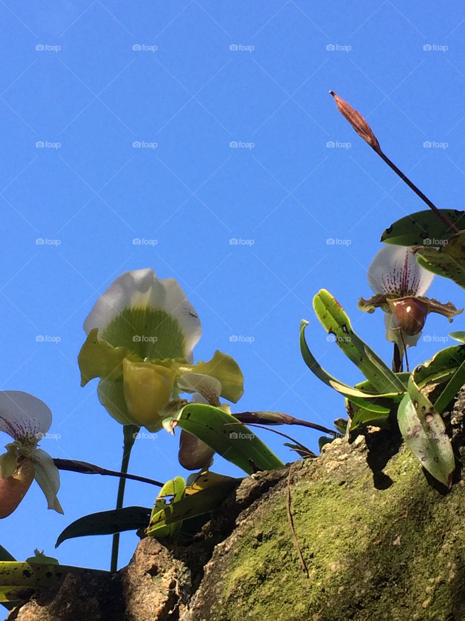 Ceu azul um día de sol orquídeas para alegrar un dia de invierno em São Paulo ❤️🌷