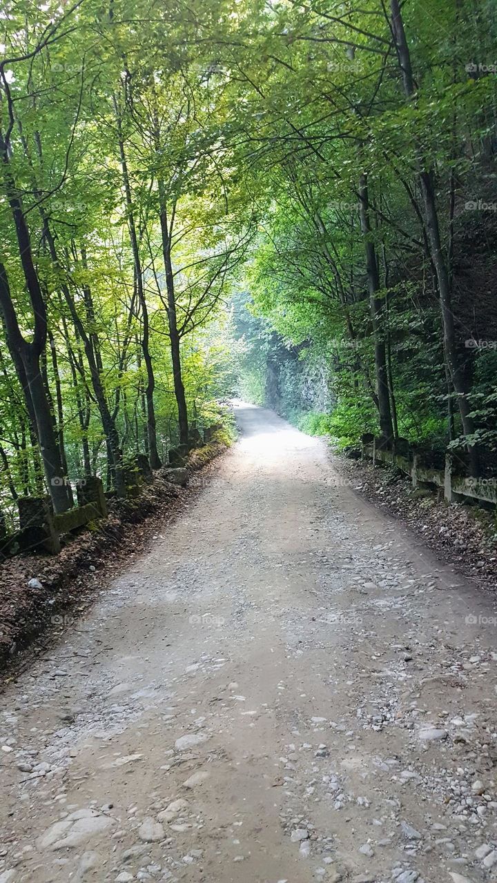 walk in the forest through the Sohodol mountains, Romania